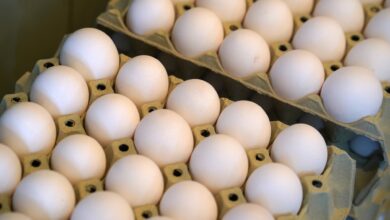 صادرات تخم مرغ به عراق